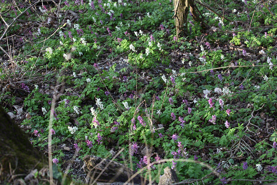 Hohler Lerchensporn